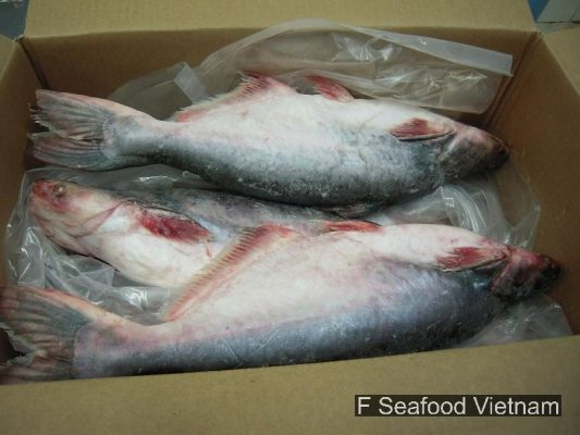 Frozen Pangasius whole round packed in export carton from Vietnam.