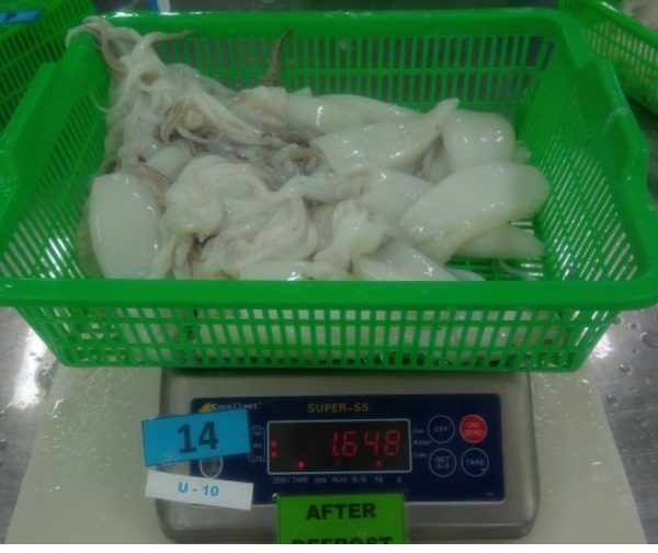 Frozen whole cleaned squid (Loligo spp.) from Vietnam, bulk packed for export