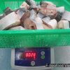 Frozen Pangasius steak being weighed for inspection before container loading