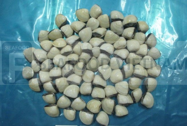 white clam(Meretrix Lyrata) for export