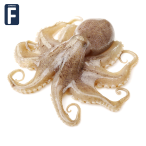 Cephalopod