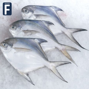 Freshwater fish
