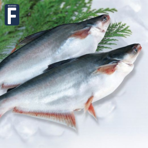 Pangasius