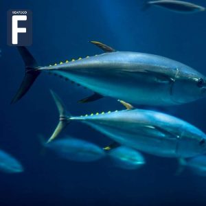 Marine fish