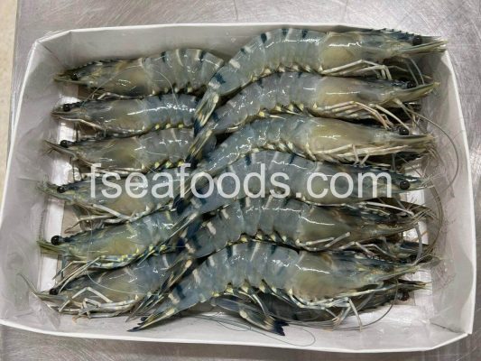 frozen black tiger shrimp exported by F Seafood