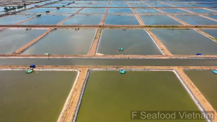 Panoramic view of Binh Phu, the largest pangasius farm in Vietnam's Mekong Delta.