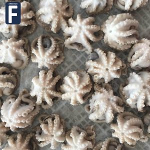 Cephalopod