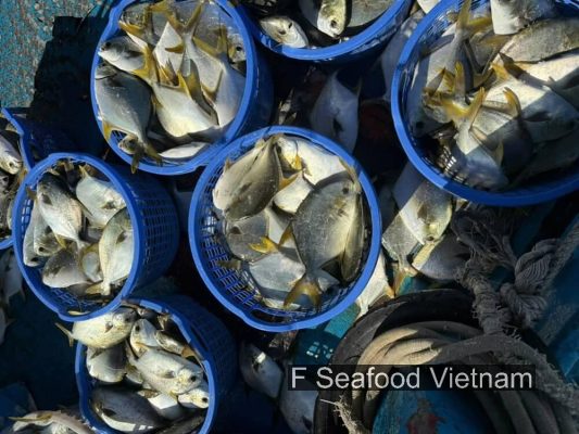 Freshly harvested Golden Pomfret from fish farm in Central Vietnam