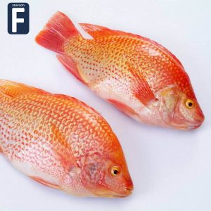 Freshwater fish