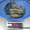 Frozen freshwater prawns (Macrobrachium rosenbergii) during inspection by F Seafood Vietnam – export quality IQF and block packing.