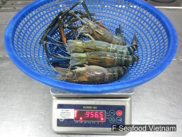Frozen freshwater prawns (Macrobrachium rosenbergii) during inspection by F Seafood Vietnam – export quality IQF and block packing.