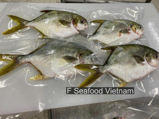 Frozen Golden Pomfret packaging under international export standards from Vietnam