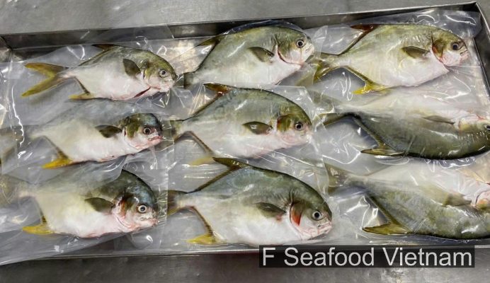 Frozen Golden Pomfret vacuum packed on tray – Vietnam seafood export