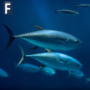 Marine fish
