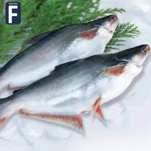 Pangasius