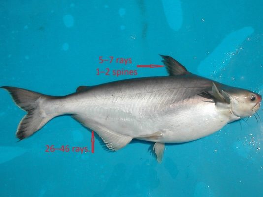 Pangasiidae family features.