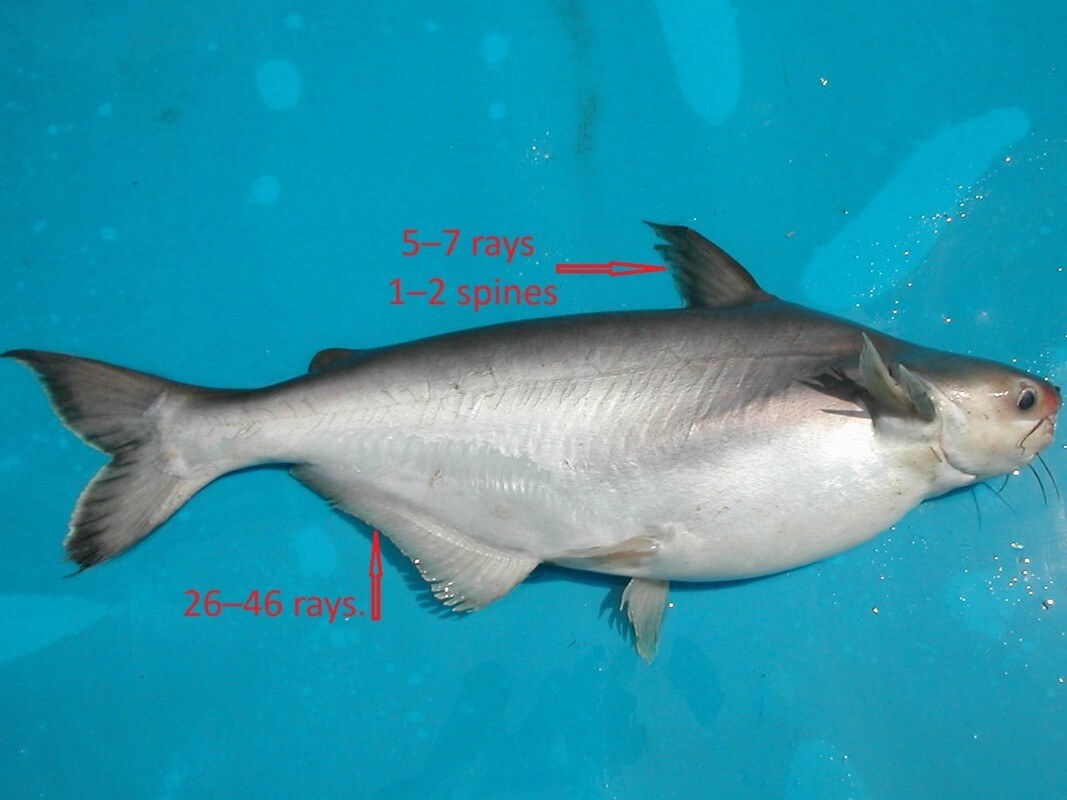 Pangasiidae family features.