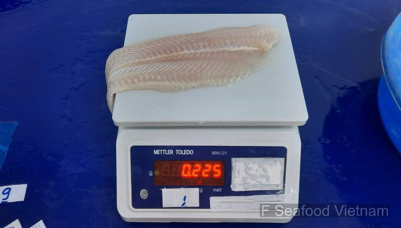 F Seafood QC checking pangasius fillet quality, ensuring premium basa fish fillet for export from Vietnam.