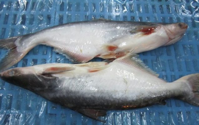 Farm-raised pangasius (Pangasius hypophthalmus)