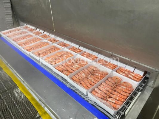 Modern frozen vannamei shrimp Vietnam processing line. Shows advanced high-density farming output and consistent quality for bulk frozen seafood supplier requirements.