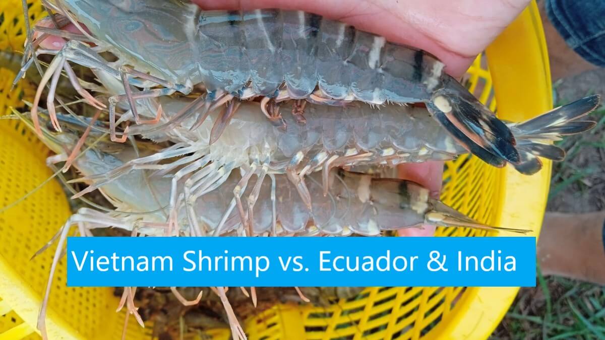 Vietnam Shrimp compared to Ecuador and India in certified frozen seafood export.
